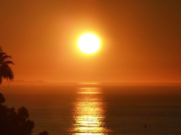 Sunset over the Pacific Ocean with palm tree silhouettes on the California coast